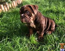 french bulldog puppy posted by Jessica reynolds